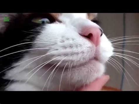 video des chats|Compilation de CHATS qui MIAULENT .